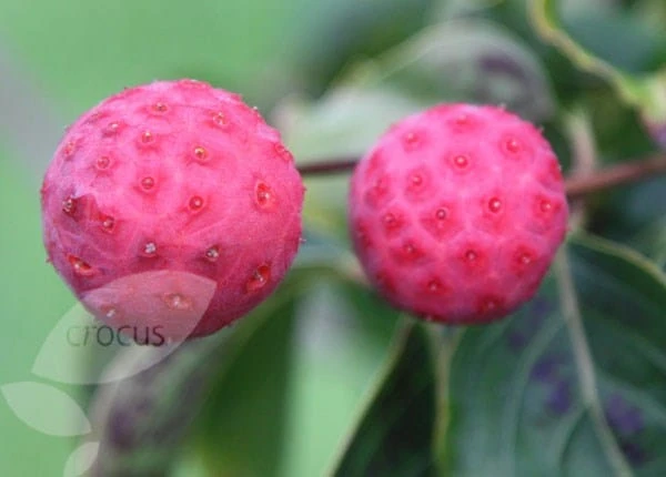 Cornus Kousa Var. Chinensis 4 Cornus Kousa Var. Chinensis - Image 2