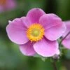 Anemone Hupehensis 'Hadspen Abundance' -KANG Plants Shop pl0000002459
