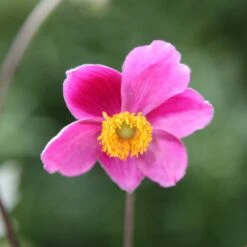 Anemone Hupehensis 'Hadspen Abundance' -KANG Plants Shop pl0000002459 card3 lg