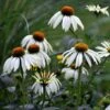 Echinacea Purpurea 'White Swan' 1 Echinacea Purpurea 'White Swan' -KANG Plants Shop pl0000002725