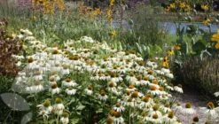 Echinacea Purpurea 'White Swan' -KANG Plants Shop pl0000002725 card2 lg