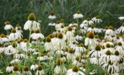 Echinacea Purpurea 'White Swan' -KANG Plants Shop pl0000002725 card5 lg