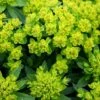 Euphorbia Palustris -KANG Plants Shop pl0000002794