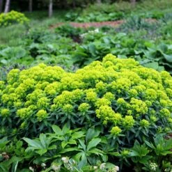 Euphorbia Palustris 8 Euphorbia Palustris -KANG Plants Shop pl0000002794 card2 lg