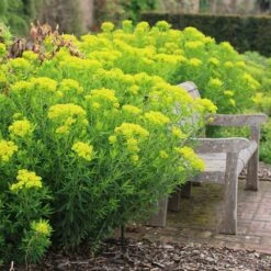 Euphorbia Palustris 10 Euphorbia Palustris -KANG Plants Shop pl0000002794 card4 lg