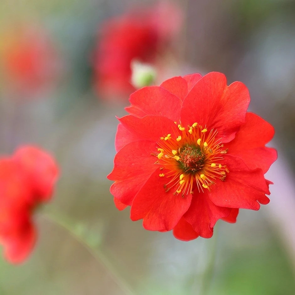 Geum 'Mrs J. Bradshaw' 3 Geum 'Mrs J. Bradshaw'