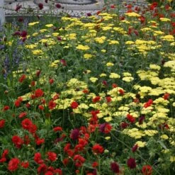 Geum 'Mrs J. Bradshaw' 6 Geum 'Mrs J. Bradshaw' -KANG Plants Shop pl0000002874 card2 lg