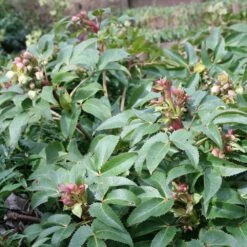 KANG Plants Shop -KANG Plants Shop pl0000002918 card2 lg