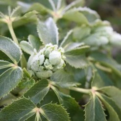 Helleborus × Sternii -KANG Plants Shop pl0000002918 card3 lg