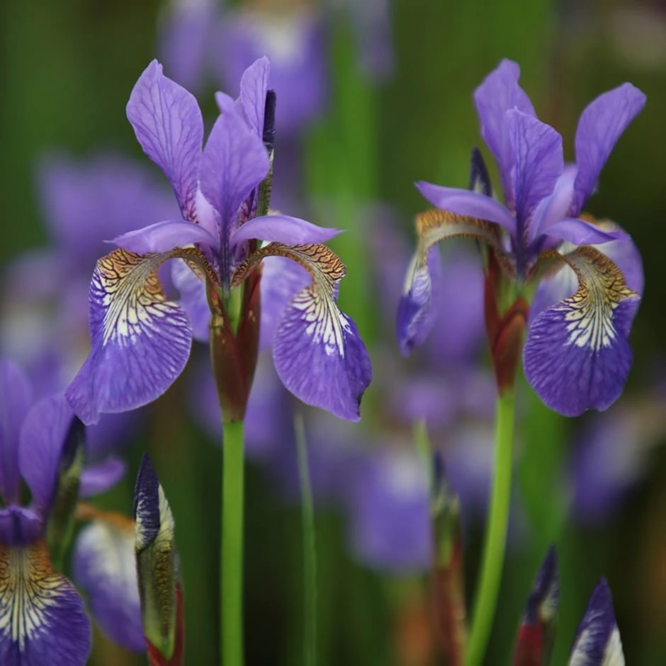 Iris 'Tropic Night' 3 Iris 'Tropic Night'