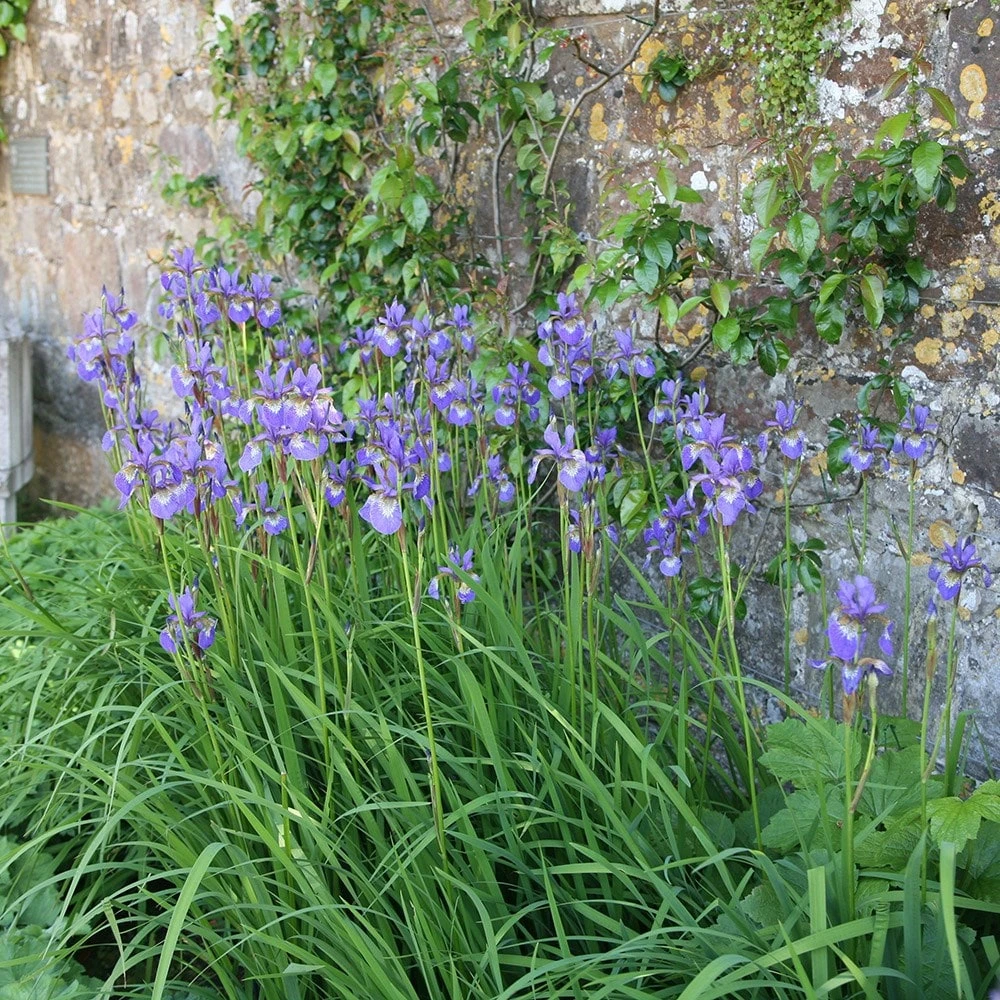 Iris 'Tropic Night' 4 Iris 'Tropic Night' - Image 2