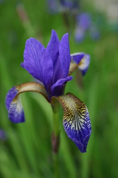 Iris 'Tropic Night' 6 Iris 'Tropic Night' - Image 4
