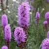 Liatris Spicata 'Kobold' 1 Liatris Spicata 'Kobold' -KANG Plants Shop pl0000003153