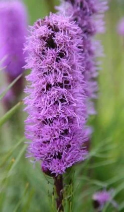 Liatris Spicata 'Kobold' -KANG Plants Shop pl0000003153 card3 lg