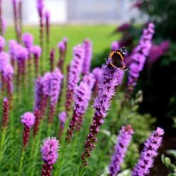 Liatris Spicata 'Kobold' -KANG Plants Shop pl0000003153 card4 lg
