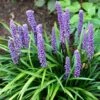 Liriope Muscari -KANG Plants Shop pl0000003173