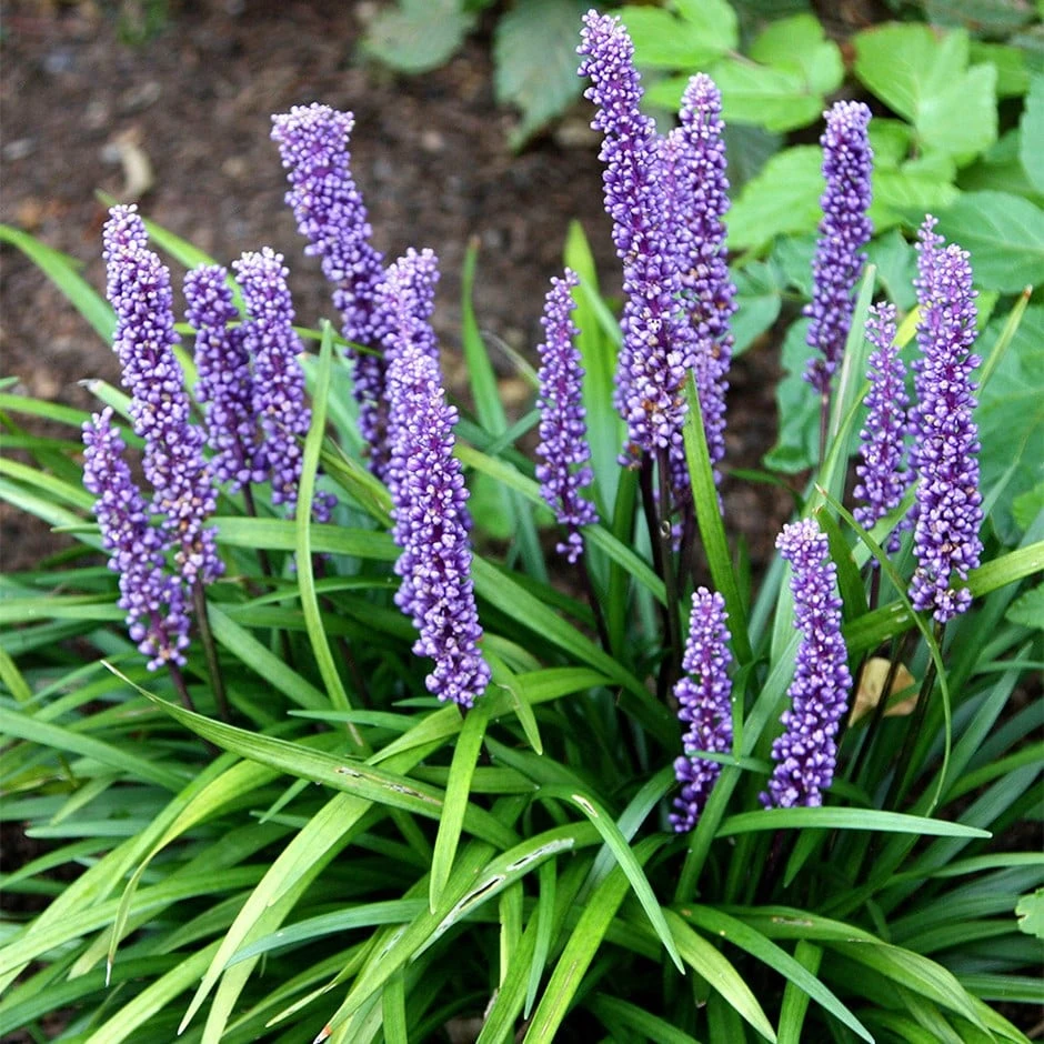 Liriope Muscari 3 Liriope Muscari