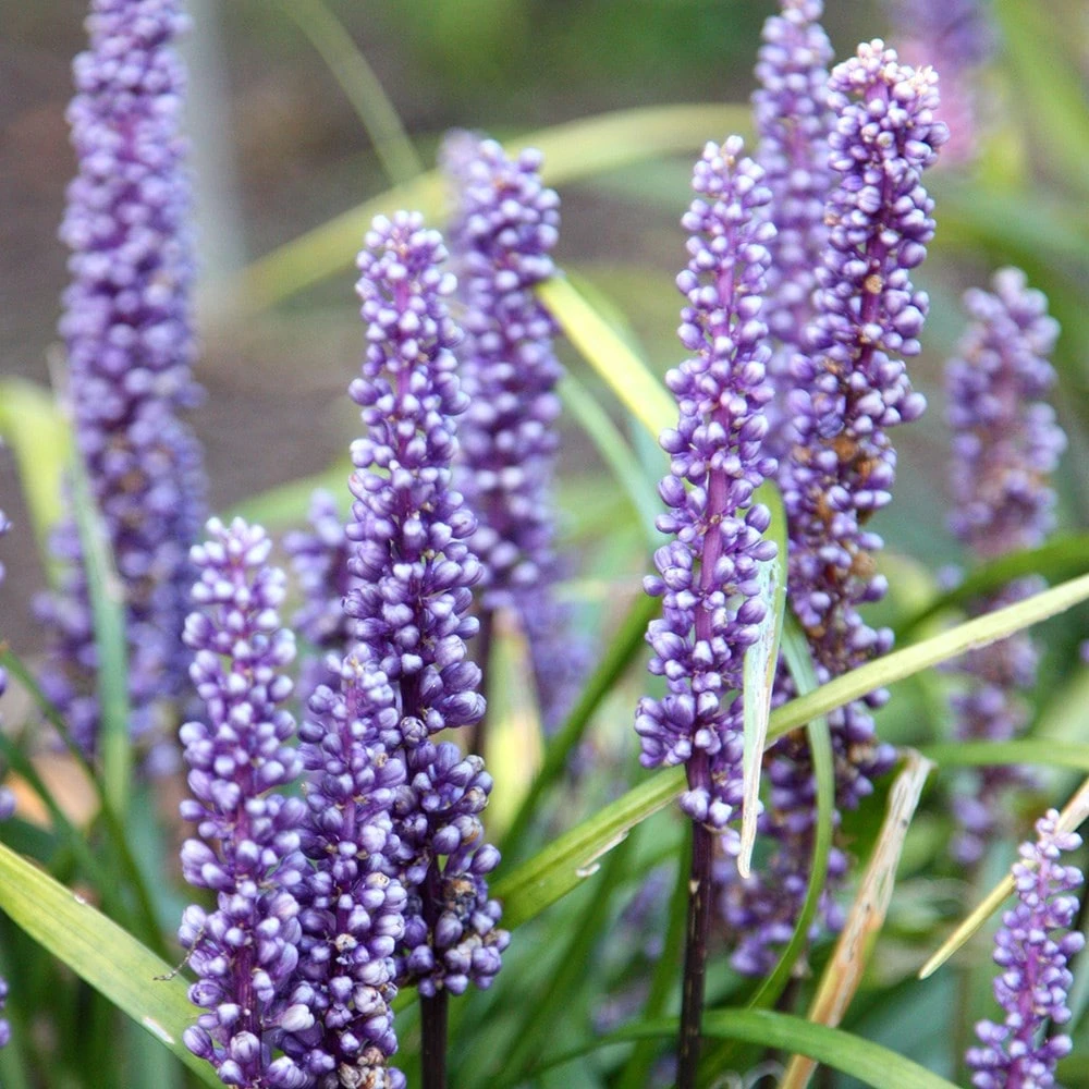 Liriope Muscari 4 Liriope Muscari - Image 2
