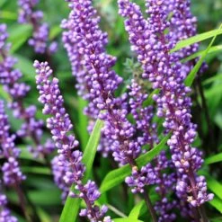Liriope Muscari 10 Liriope Muscari -KANG Plants Shop pl0000003173 card5 lg