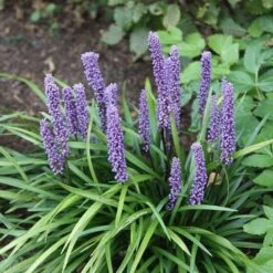 Liriope Muscari 11 Liriope Muscari -KANG Plants Shop pl0000003173 card6 lg