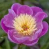 Paeonia Lactiflora 'Bowl Of Beauty' -KANG Plants Shop pl0000003290