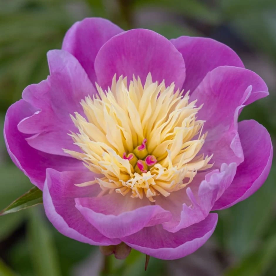 Paeonia Lactiflora 'Bowl Of Beauty' 3 Paeonia Lactiflora 'Bowl Of Beauty'