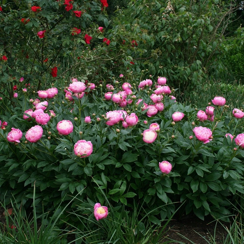 Paeonia Lactiflora 'Bowl Of Beauty' 4 Paeonia Lactiflora 'Bowl Of Beauty' - Image 2