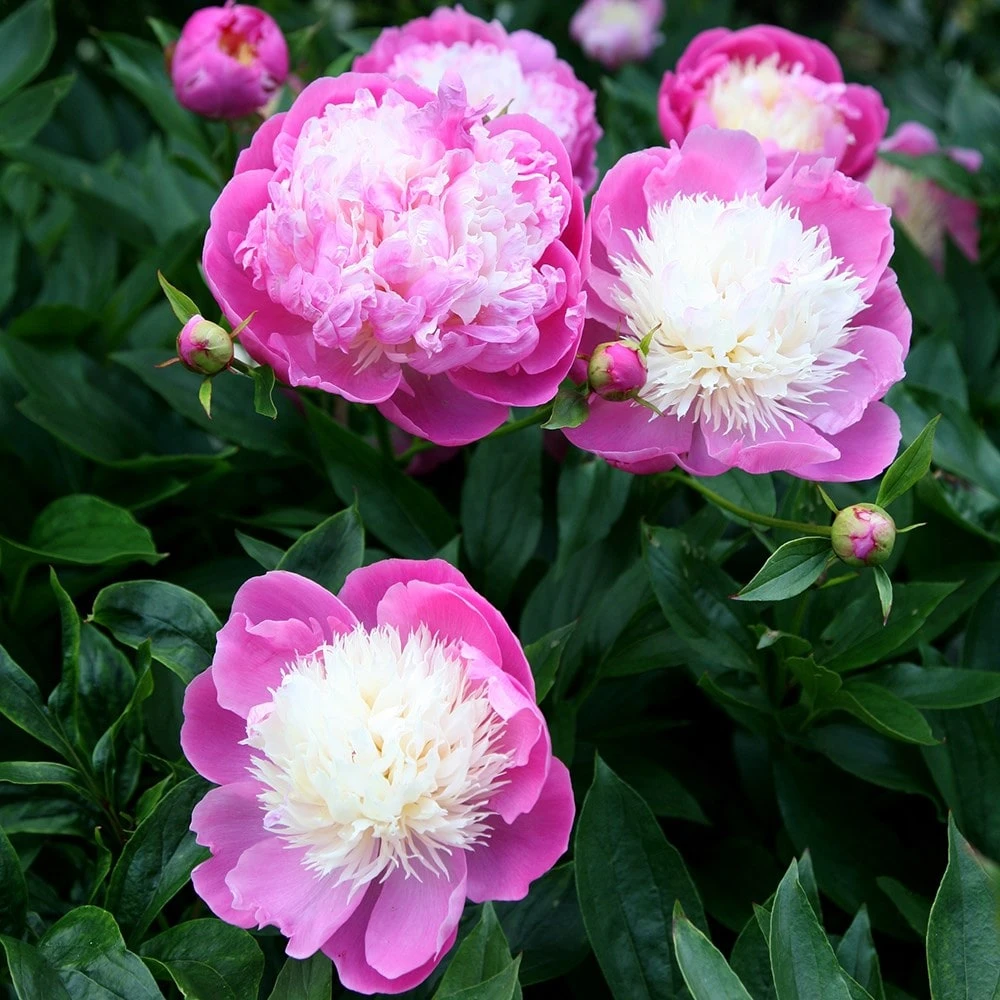 Paeonia Lactiflora 'Bowl Of Beauty' 7 Paeonia Lactiflora 'Bowl Of Beauty' - Image 5