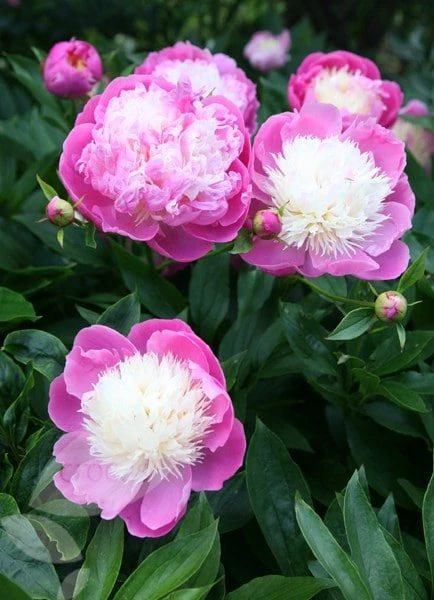 Paeonia Lactiflora 'Bowl Of Beauty' 8 Paeonia Lactiflora 'Bowl Of Beauty' - Image 6