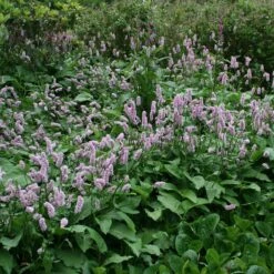 Bistorta Officinalis 'Superba' -KANG Plants Shop pl0000003393 card2 lg