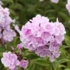 Phlox Paniculata 'Franz Schubert' -KANG Plants Shop pl0000003413