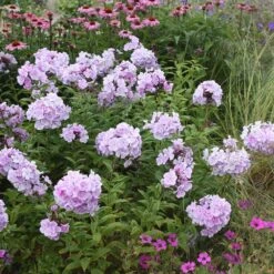 Phlox Paniculata 'Franz Schubert' -KANG Plants Shop pl0000003413 card2 lg