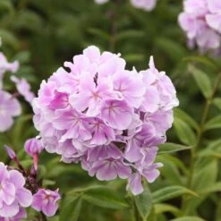 Phlox Paniculata 'Franz Schubert' -KANG Plants Shop pl0000003413 card3 lg
