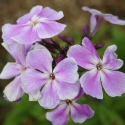 Phlox Paniculata 'Franz Schubert' -KANG Plants Shop pl0000003413 card4 lg