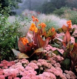 Hylotelephium 'Matrona' -KANG Plants Shop pl0000003599 card3 lg