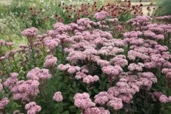 Hylotelephium 'Matrona' -KANG Plants Shop pl0000003599 card4 lg