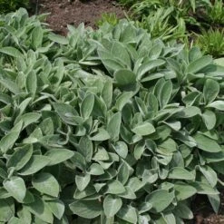 Stachys Byzantina 'Big Ears' 7 Stachys Byzantina 'Big Ears' -KANG Plants Shop pl0000003619 card2 lg