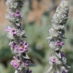 Stachys Byzantina 'Big Ears' 8 Stachys Byzantina 'Big Ears' -KANG Plants Shop pl0000003619 card3 lg