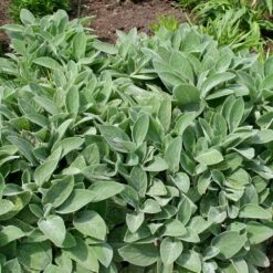 Stachys Byzantina 'Big Ears' 9 Stachys Byzantina 'Big Ears' -KANG Plants Shop pl0000003619 card4 lg