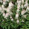 Tiarella 'Spring Symphony' (PBR) 2 Tiarella 'Spring Symphony' (PBR) -KANG Plants Shop pl0000003654