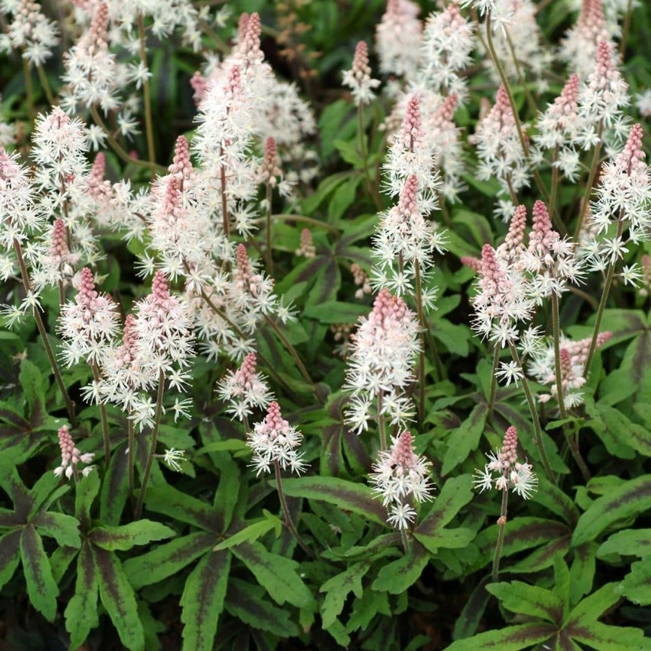 Tiarella 'Spring Symphony' (PBR) 3 Tiarella 'Spring Symphony' (PBR)