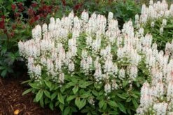 Tiarella 'Spring Symphony' (PBR) 7 Tiarella 'Spring Symphony' (PBR) -KANG Plants Shop pl0000003654 card2 lg