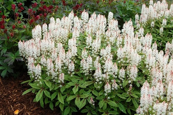 Tiarella 'Spring Symphony' (PBR) 4 Tiarella 'Spring Symphony' (PBR) - Image 2