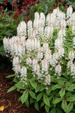 Tiarella 'Spring Symphony' (PBR) 9 Tiarella 'Spring Symphony' (PBR) -KANG Plants Shop pl0000003654 card4 lg