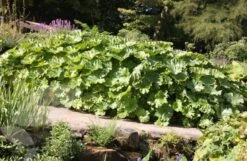 Darmera Peltata 7 Darmera Peltata -KANG Plants Shop pl0000078140 card2 lg