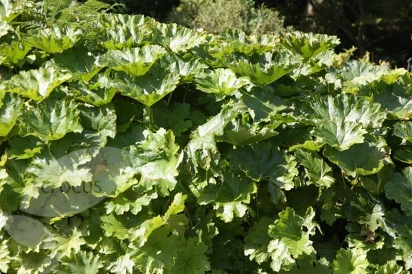 Darmera Peltata 5 Darmera Peltata - Image 3