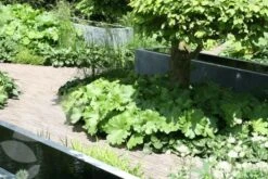 Darmera Peltata 9 Darmera Peltata -KANG Plants Shop pl0000078140 card4 lg