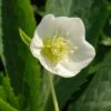 Helleborus × Hybridus Harvington White 1 Helleborus × Hybridus Harvington White -KANG Plants Shop pl0000078249
