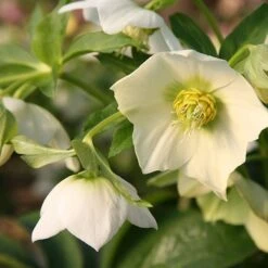 Helleborus × Hybridus Harvington White -KANG Plants Shop pl0000078249 card2 lg