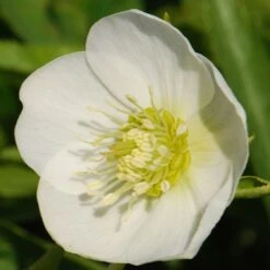 Helleborus × Hybridus Harvington White -KANG Plants Shop pl0000078249 card3 lg